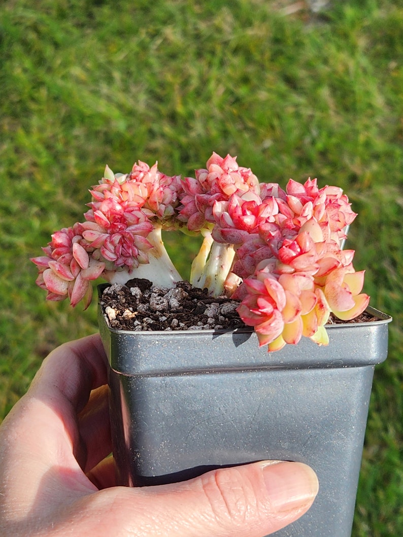 Echeveria agavoides 'Snow Elian' f. cristata Pot de 3,5 image 7