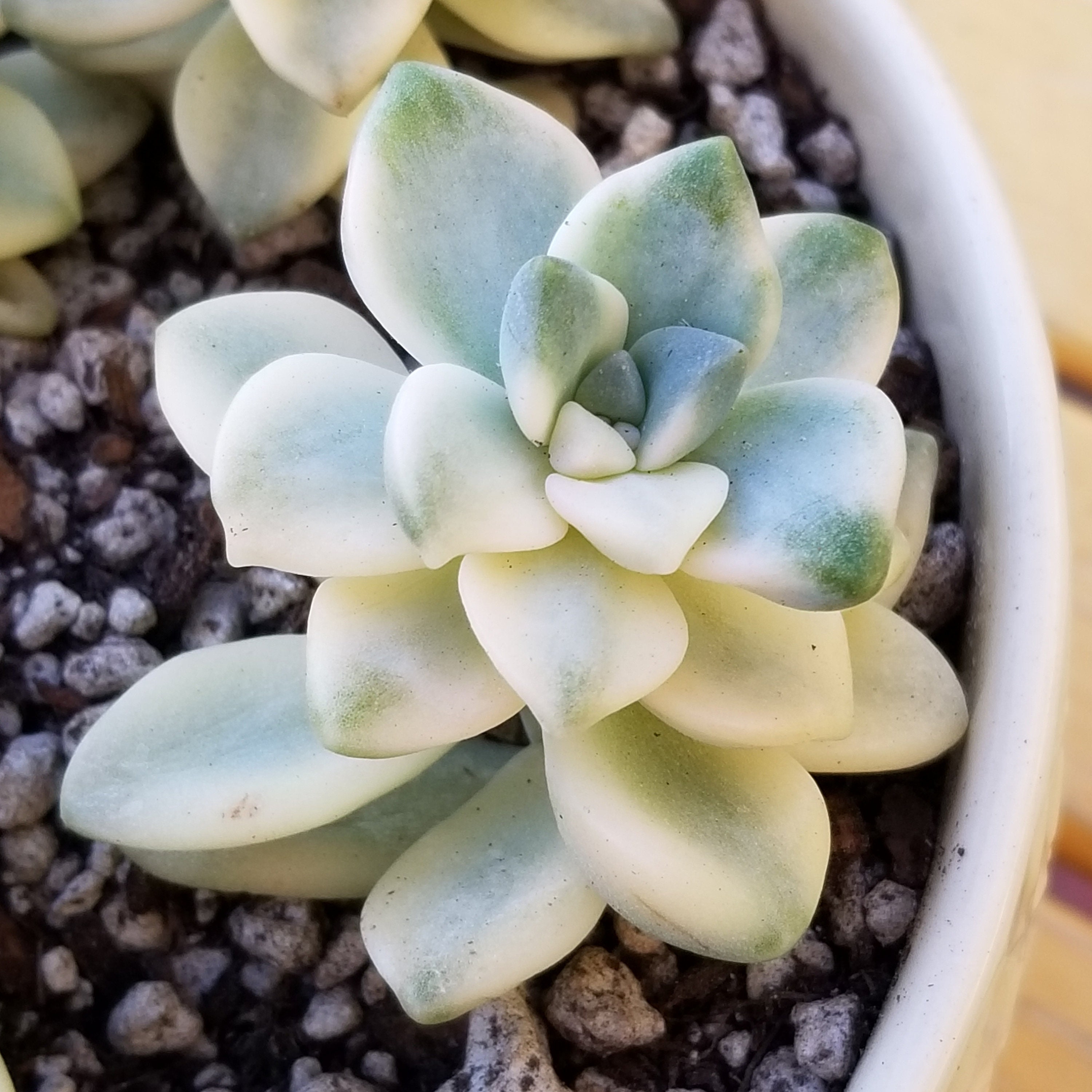 Graptoveria 'Titubans' f. variegata 2 pot | Etsy