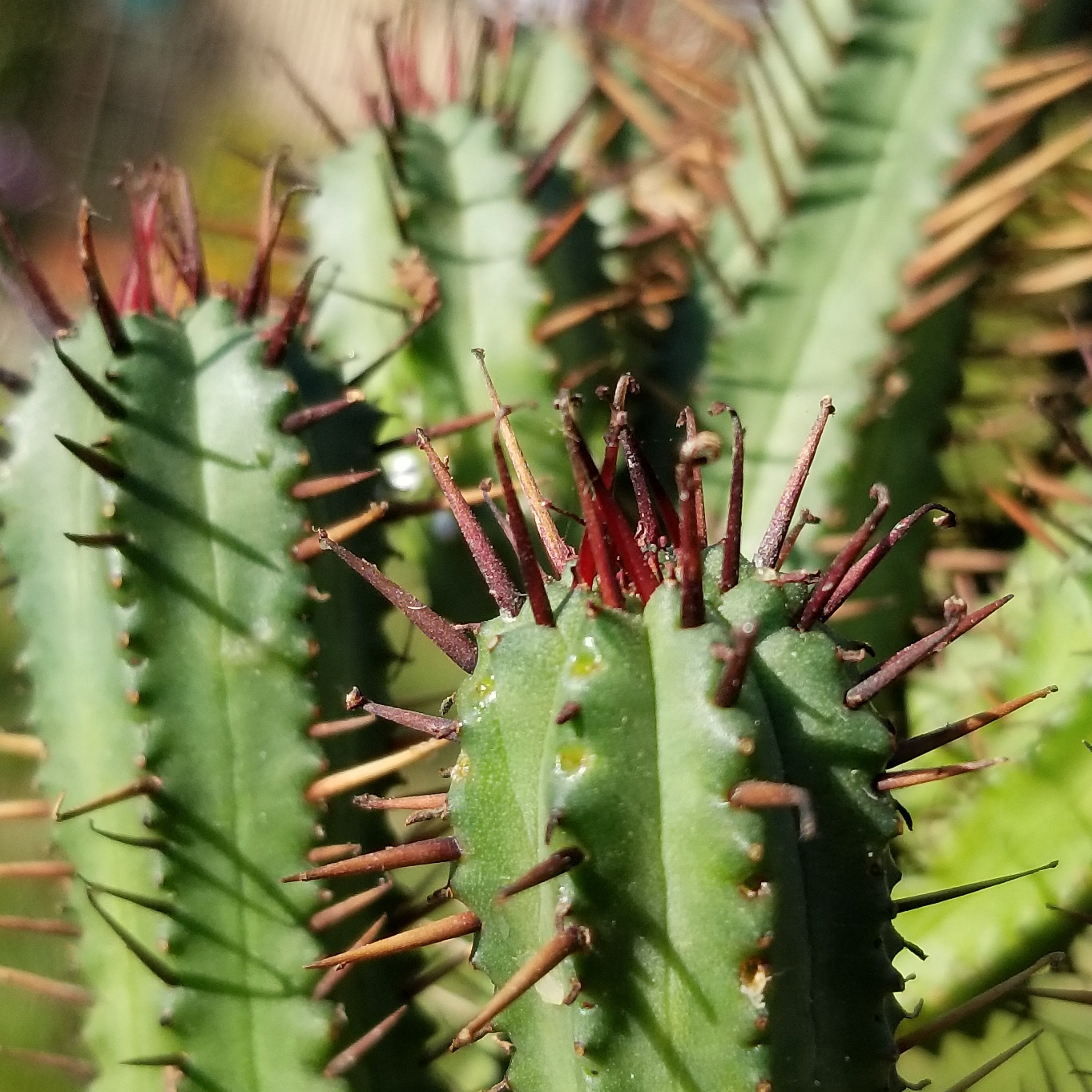 Euphorbia enopla Pincushion Euphorbia 3.5 pot Etsy