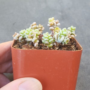 Crassula corallina 2 pot separate heads image 6