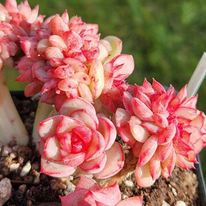 Echeveria agavoides 'Snow Elian' f. cristata Pot de 3,5 image 3