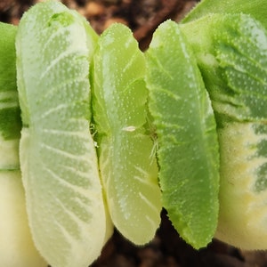 Haworthia truncata f. variegata 3.5 pot image 2