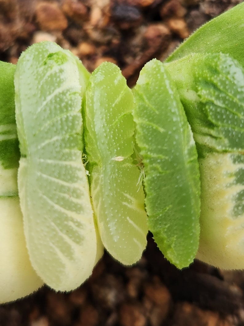 Haworthia truncata f. variegata 3.5 pot image 2