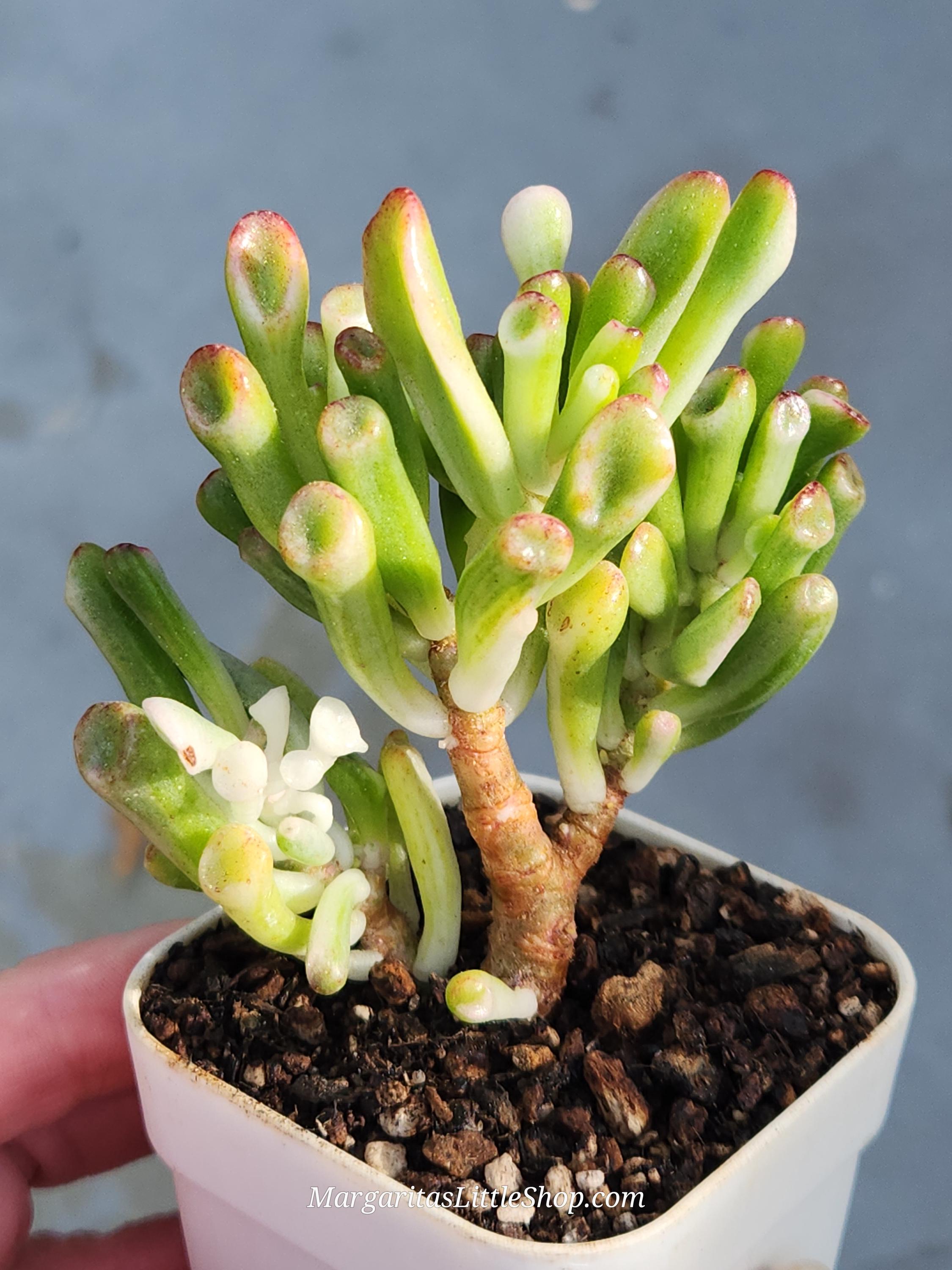Crassula Ovata 'gollum' F. Variegata - 2.75" Pot - Etsy