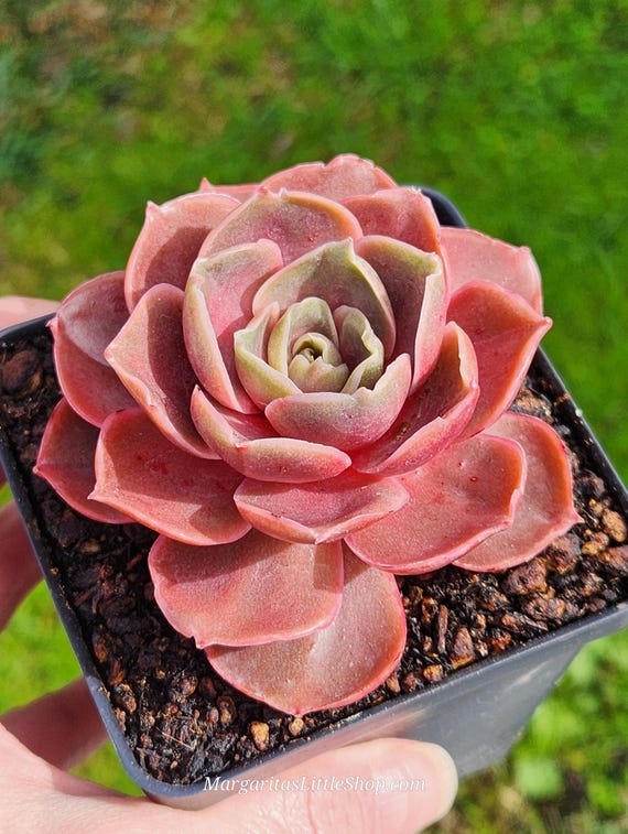 echeveria Leather Switiching work JKT