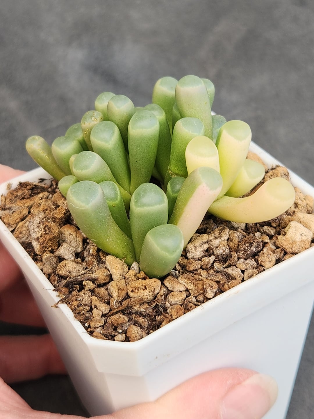 Fenestraria Rhopalophylla Ssp.aurantiaca F. Variegata 2.75 Pot - Etsy