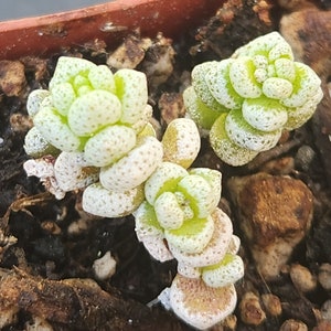 Crassula corallina 2 pot separate heads image 2