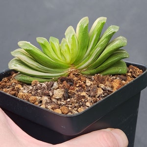 Haworthia truncata f. variegata 3.5 pot image 5