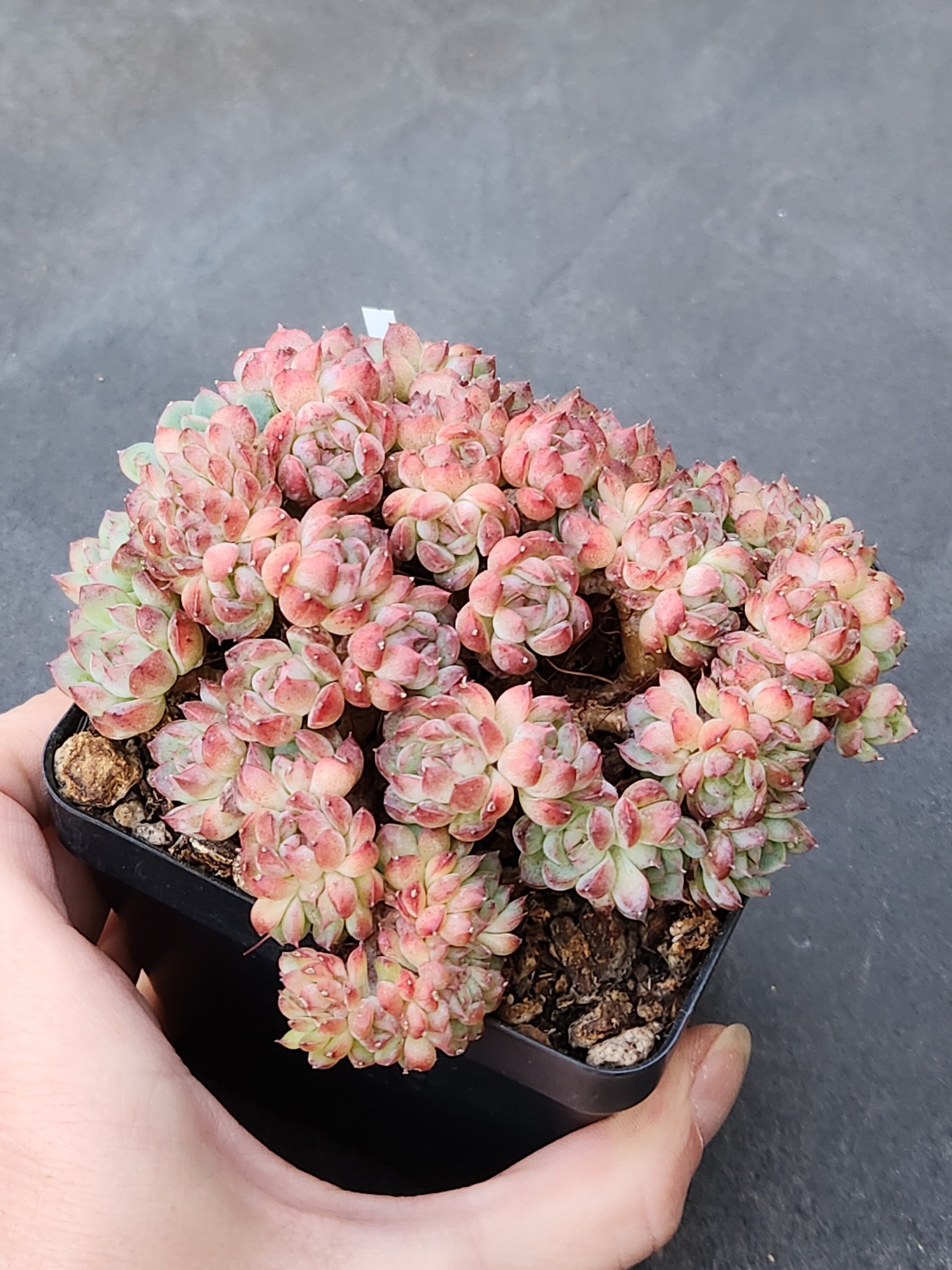 Echeveria 'amelie' F. Cristata - 3.5"pot - Etsy