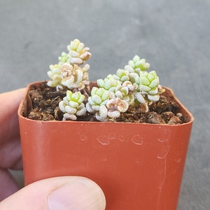 Crassula corallina 2 pot separate heads image 7