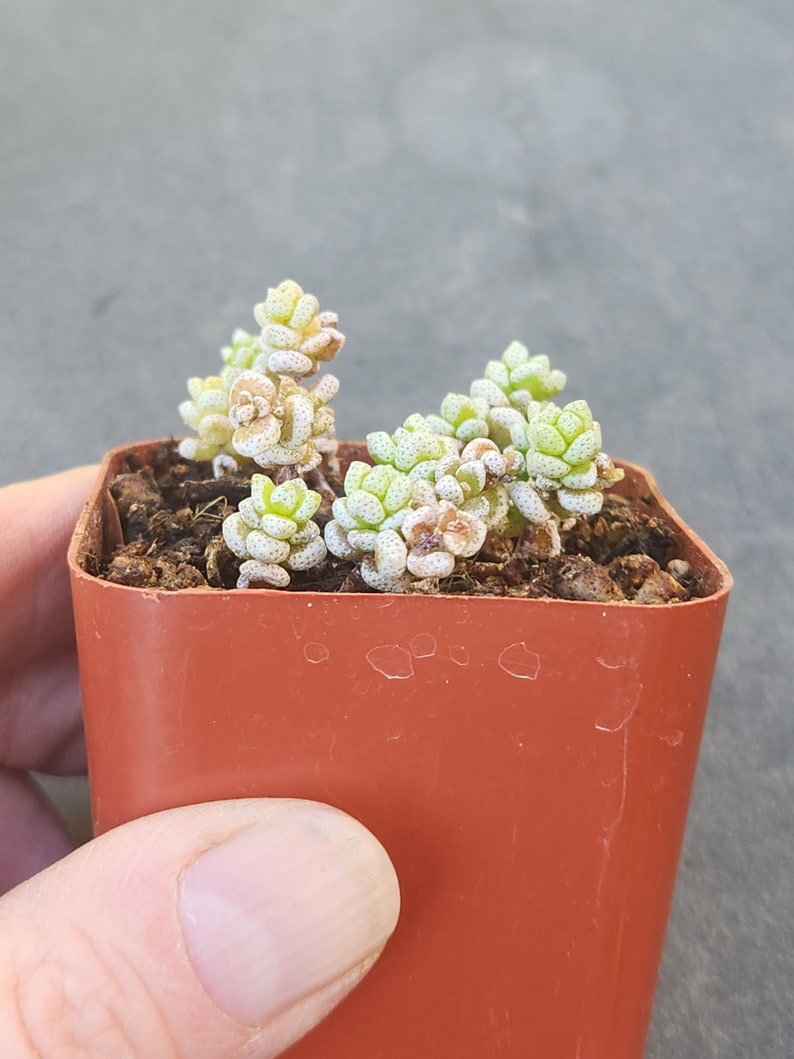 Crassula corallina 2 pot separate heads image 7