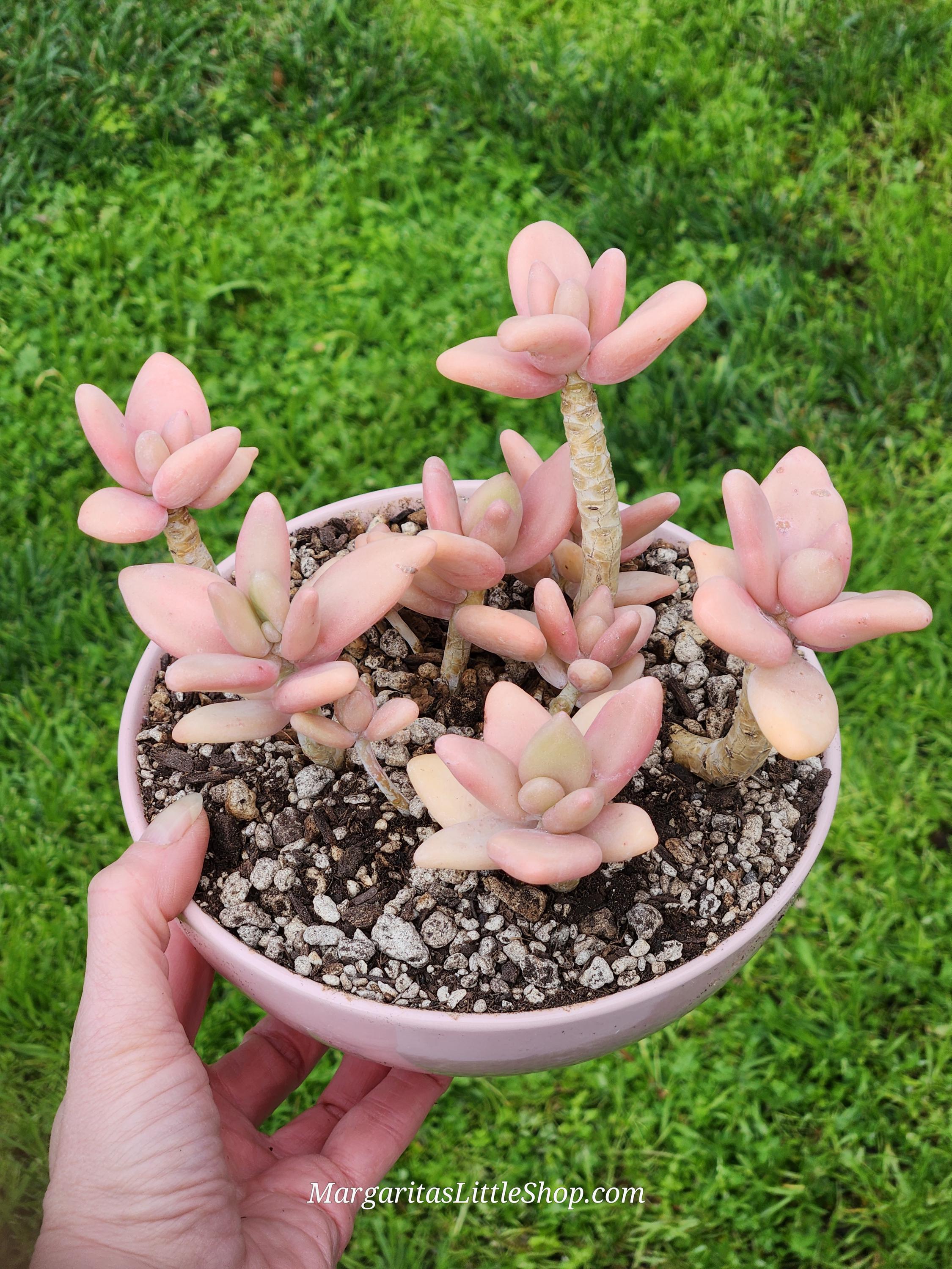 Pachyphytum Werdermannii - 6