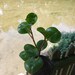 Evie Kaczmarek reviewed peperomia obtusifolia- baby rubber tree
