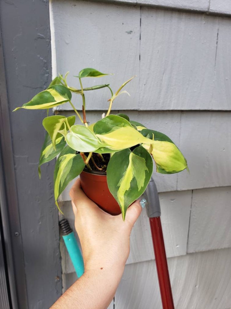 Philodendron brasil image 0