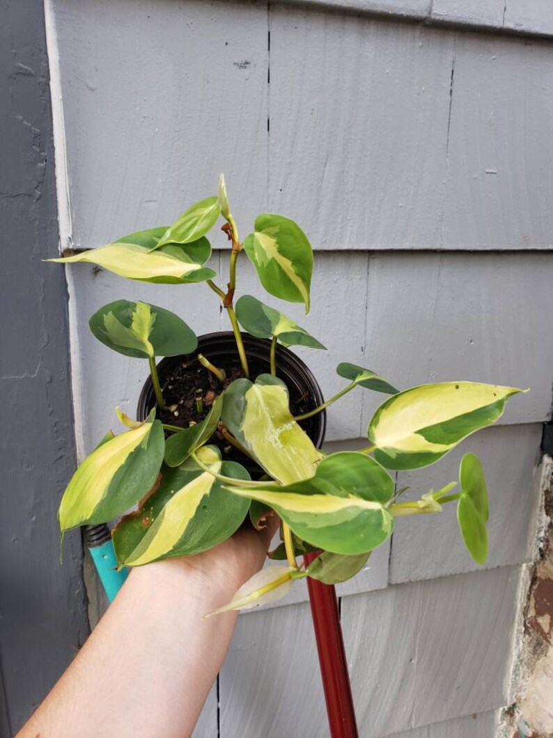 Philodendron brasil image 1