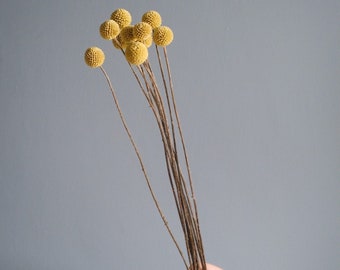 Dried Billy Buttons (Craspedia)
