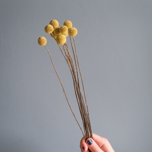 Dried Billy Buttons (Craspedia)