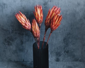 Preserved Protea Flowers