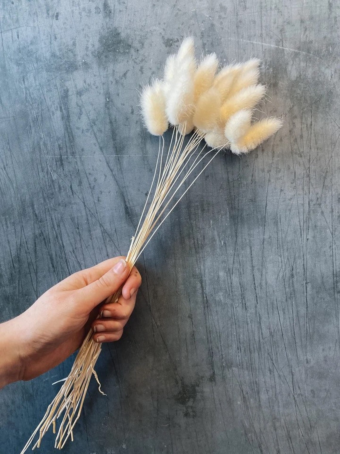 Dried Bunny Tails White Cottontail Etsy