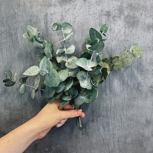 Preserved eucalyptus bunch - mini