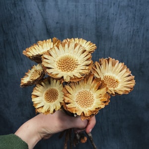 Died protea compacta flowers