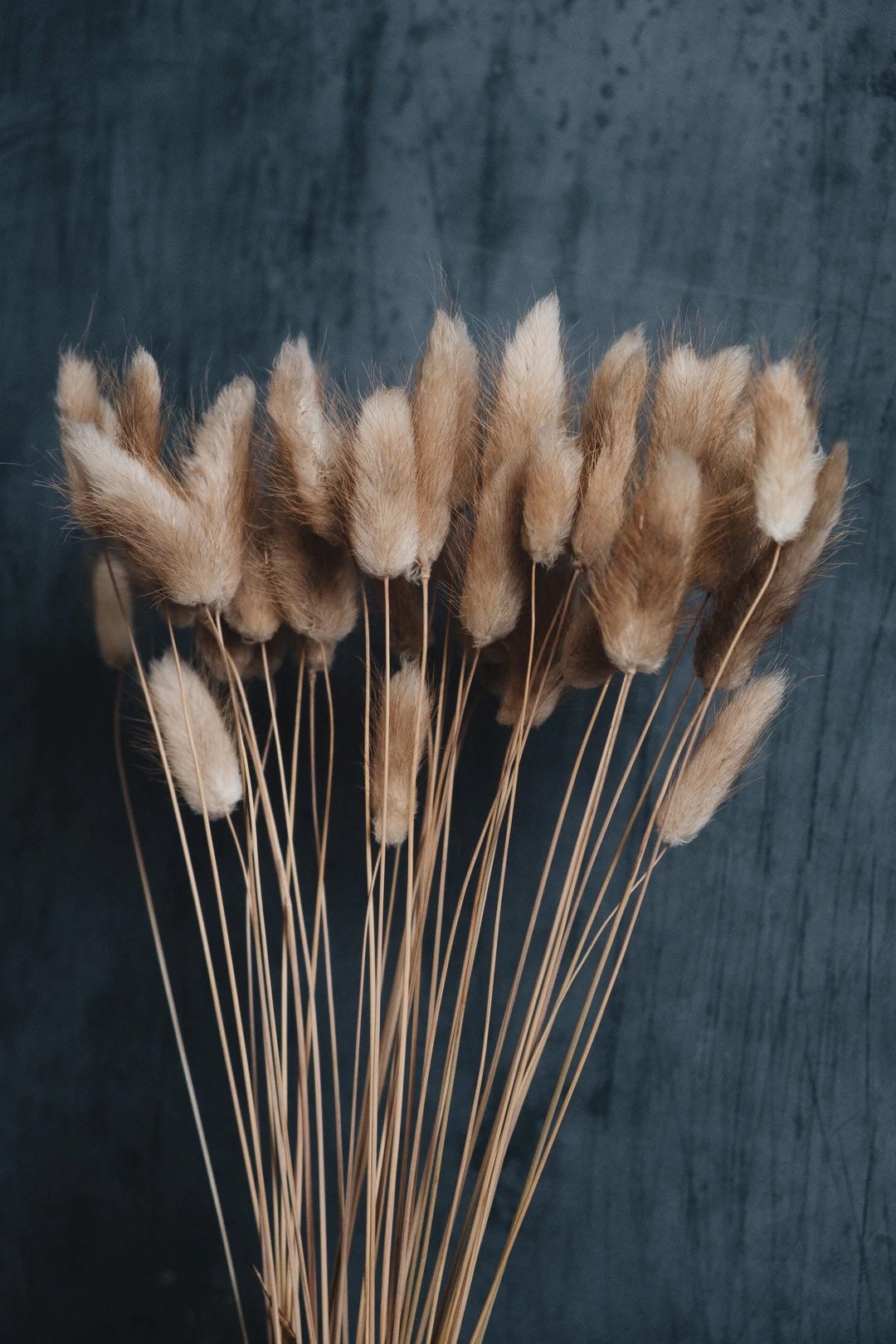 Dried Bunny Tails - Natural - Etsy