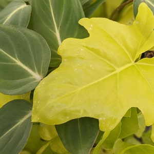 Rare Philodendrons - Warscewiczii aurea and Gloriosum. Bundle of 2  varieties. HEAT PACK INCLUDED if needed.