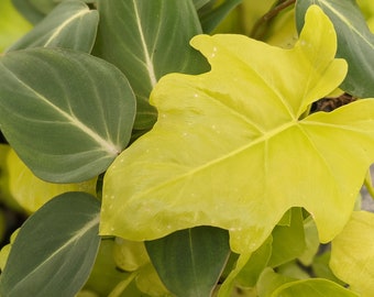 Rare Philodendrons - Warscewiczii aurea and Gloriosum. Bundle of 2  varieties. HEAT PACK INCLUDED if needed.