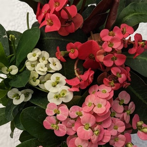 Crown of Thorns Starter Plants. Bundle of 3 varieties. HEAT PACK Included when needed.