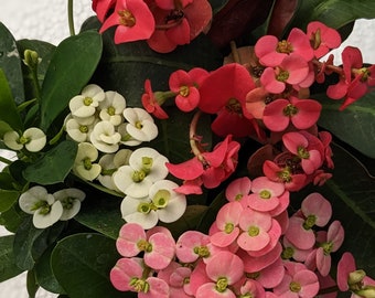 Crown of Thorns Starter Plants. Bundle of 3 varieties. HEAT PACK Included when needed.