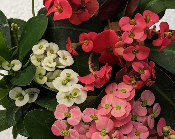 Three Crown of Thorns Corona De Cristo. Bundle of 3 Different Varieties