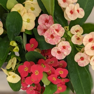 Three Crown of Thorns ( Corona de Cristo). 3 different varieties. Price is for 3 starter plants.
