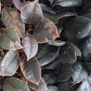 May include: Close-up of a houseplant with dark green leaves with pink edges. The leaves are overlapping and create a textured pattern.
