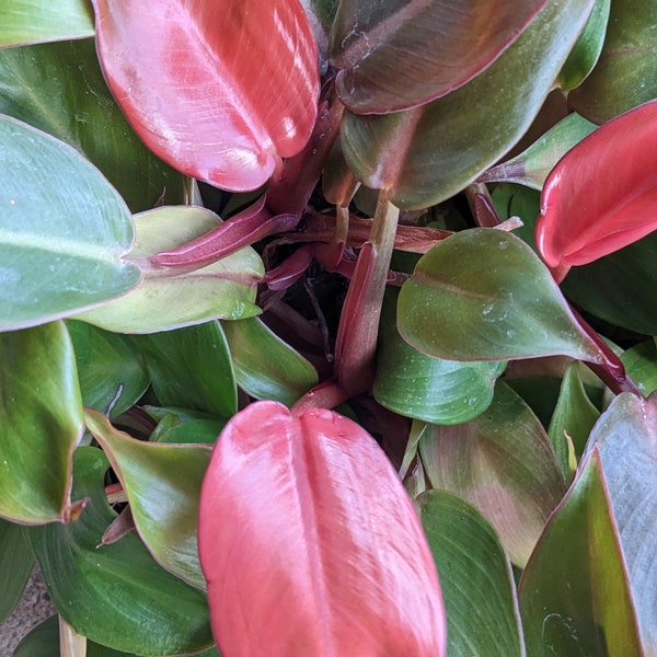 Sun Red philodendron. Two plants. HEAT PACK INCLUDED if needed.