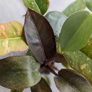 Black Cardinal Caramel Philodendron - Etsy
