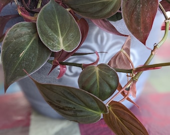May include: A close-up of a houseplant with dark green and burgundy leaves. The plant is in a gray pot with a decorative design.