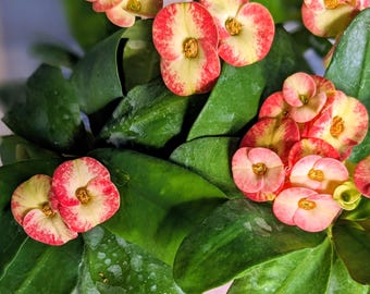 Rare Vermilion Bicolor Crown of Thorns Starter Plant.