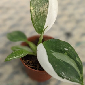 Rare Philodendron - White wizard. True to type. High variegation.