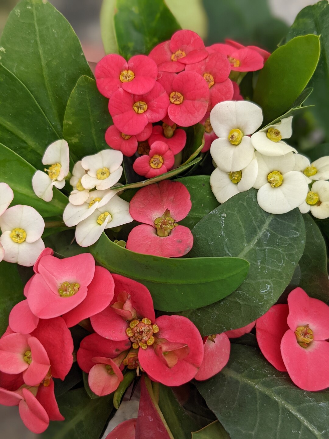 Three Crown of Thorns Corona De Cristo . Bundle of 3 Varieties. Price