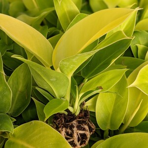 May include: A close-up of a small plant with bright green and yellow leaves. The plant is rooted in soil and has several new shoots growing from the center.