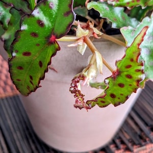 May include: Close-up of a potted begonia plant with vibrant green leaves speckled with dark red spots and edges. The leaves have a ruffled texture. The plant is in a light-colored ceramic pot.