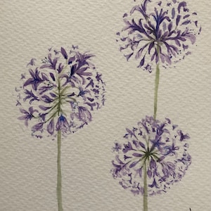Agapanthus in Watercolour, hand painted