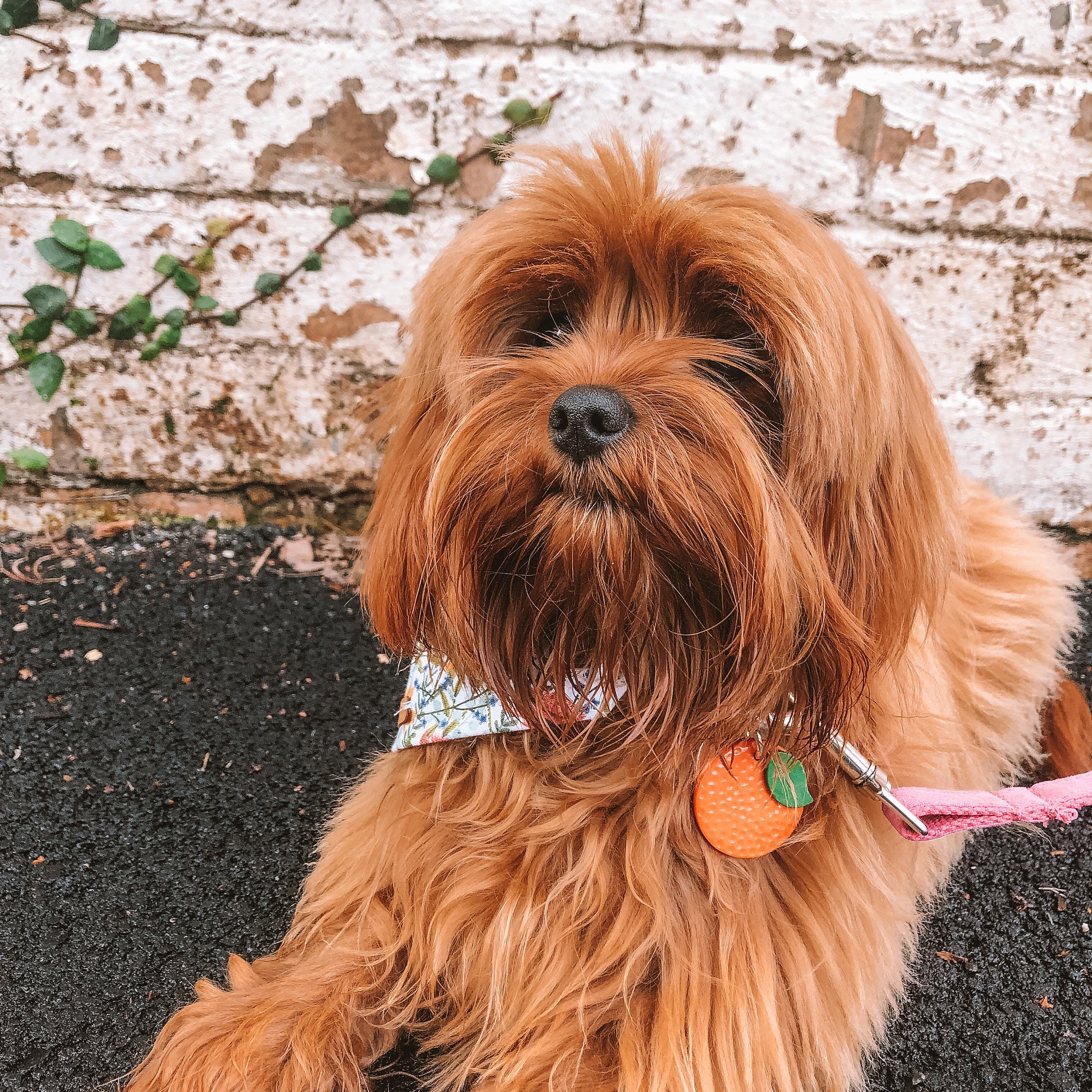 Oranger Hunde namensanhänger Hunde id Tag Hunde id Tag für Etsy