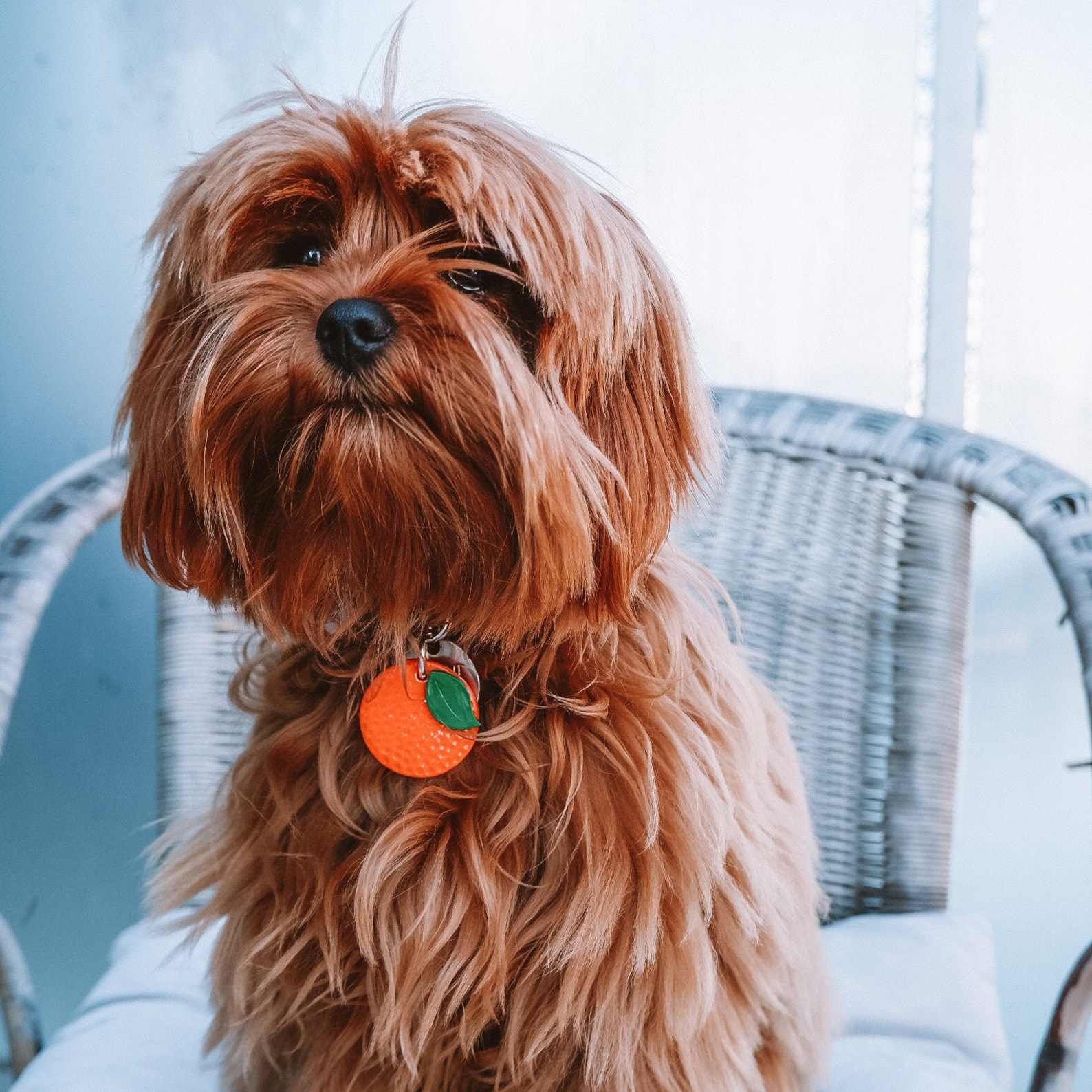 Oranger Hunde namensanhänger Hunde id Tag Hunde id Tag für Etsy