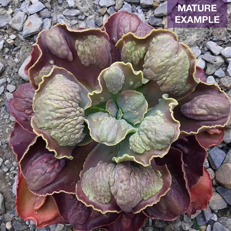 Root Diam Echeveria Magic Lamp, 6-inch Diameter (bare Root) - Etsy