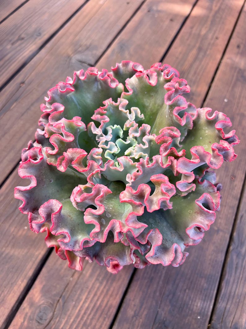 Root Diam Echeveria Rosy Glow, 8-inch Diameter (bare Root) - Etsy