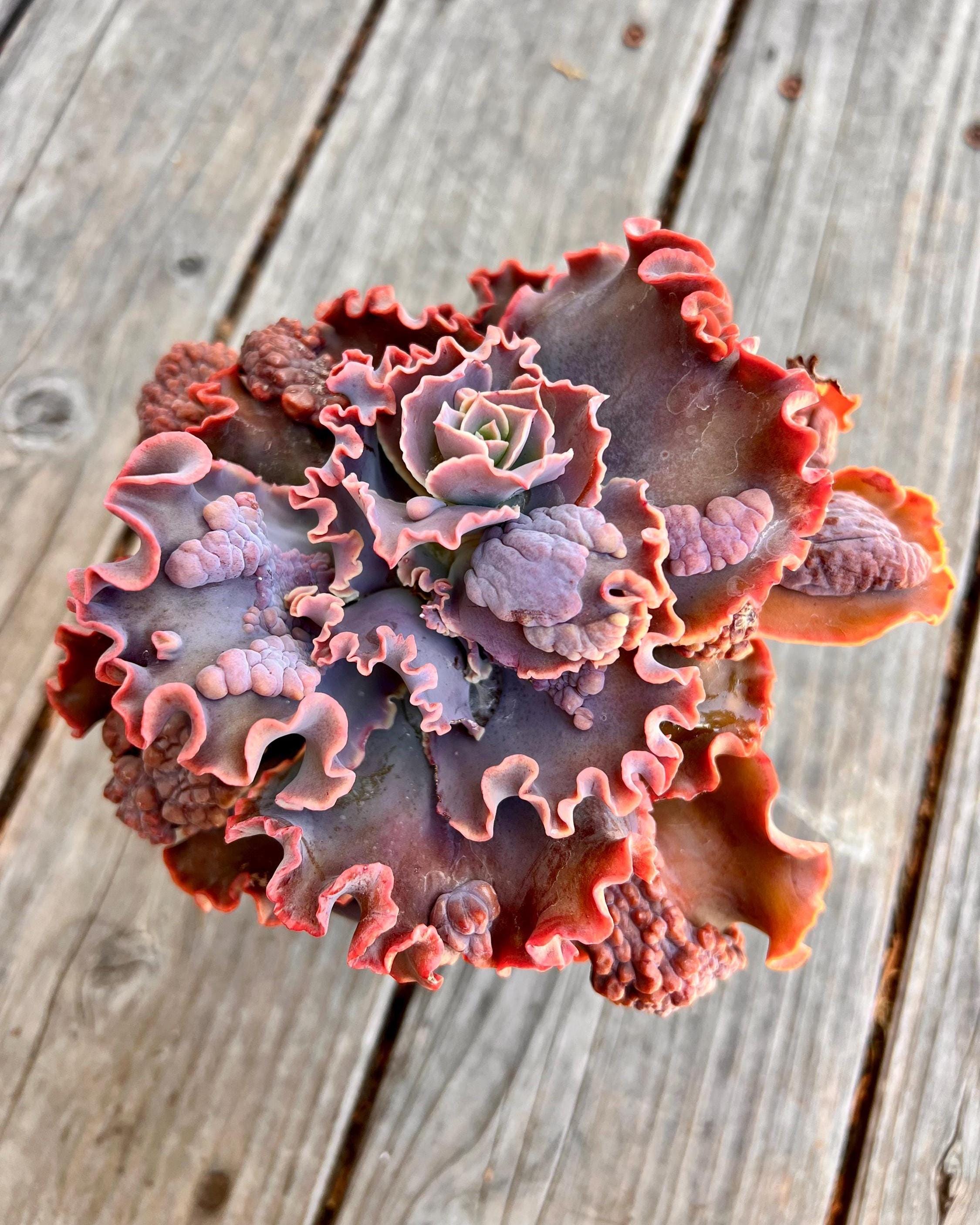 ジャケット・アウター echeveria Leather Switiching WorkJKT OVY Echeveria Dick Wright - Etsy