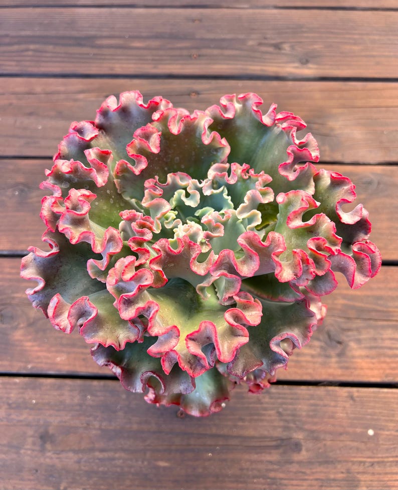 Root Diam Echeveria Rosy Glow, 8-inch Diameter (bare Root) - Etsy