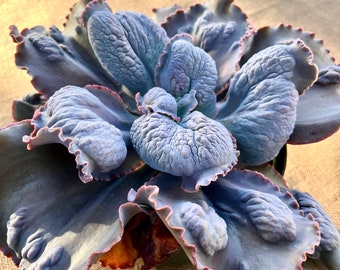 Echeveria Mountain Lion, witn New Roots