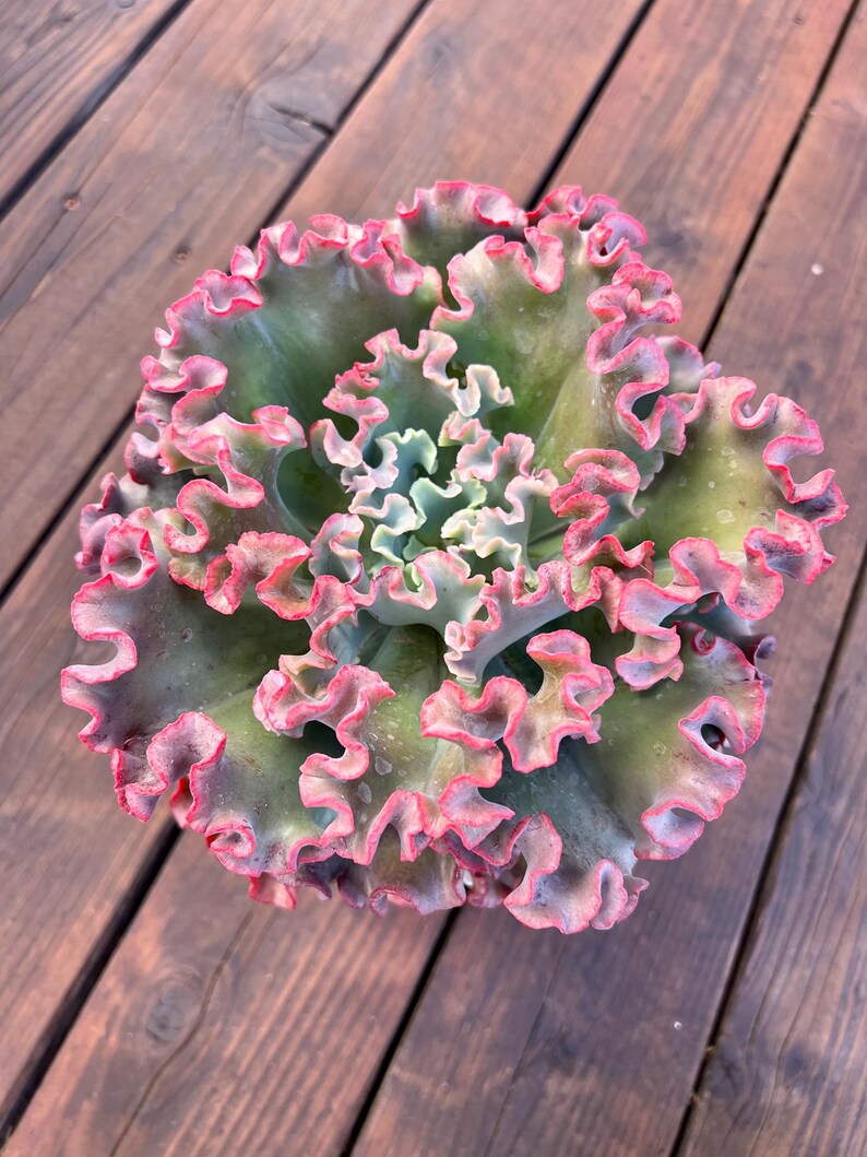 Root Diam Echeveria Rosy Glow, 8-inch Diameter (bare Root) - Etsy